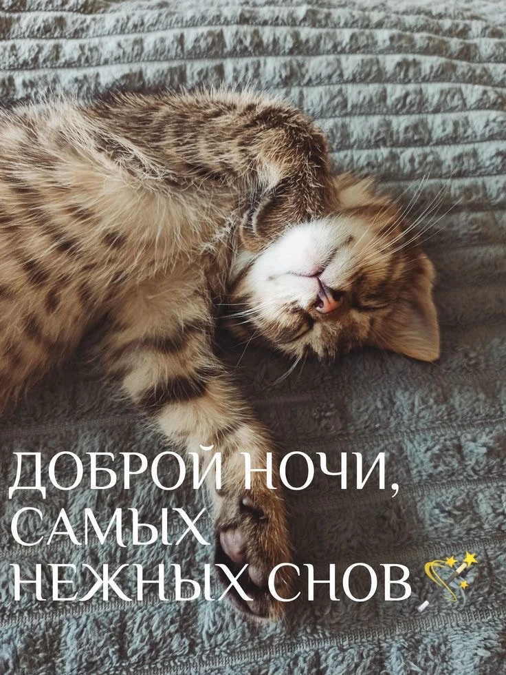 Котаны • подписаться