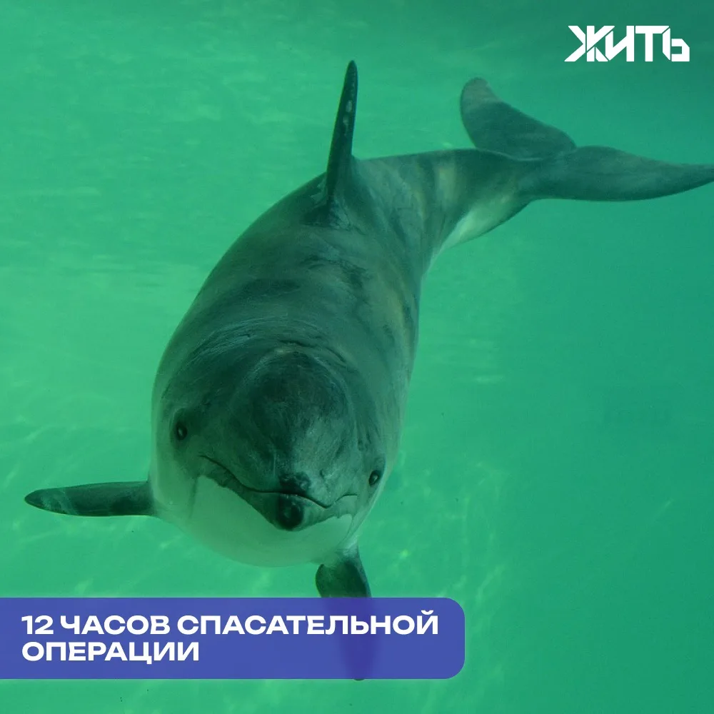 Волонтеры спасали морскую свинью у берегов Сахалина 12 часов в ледяной воде   Жители Сахалина вместе