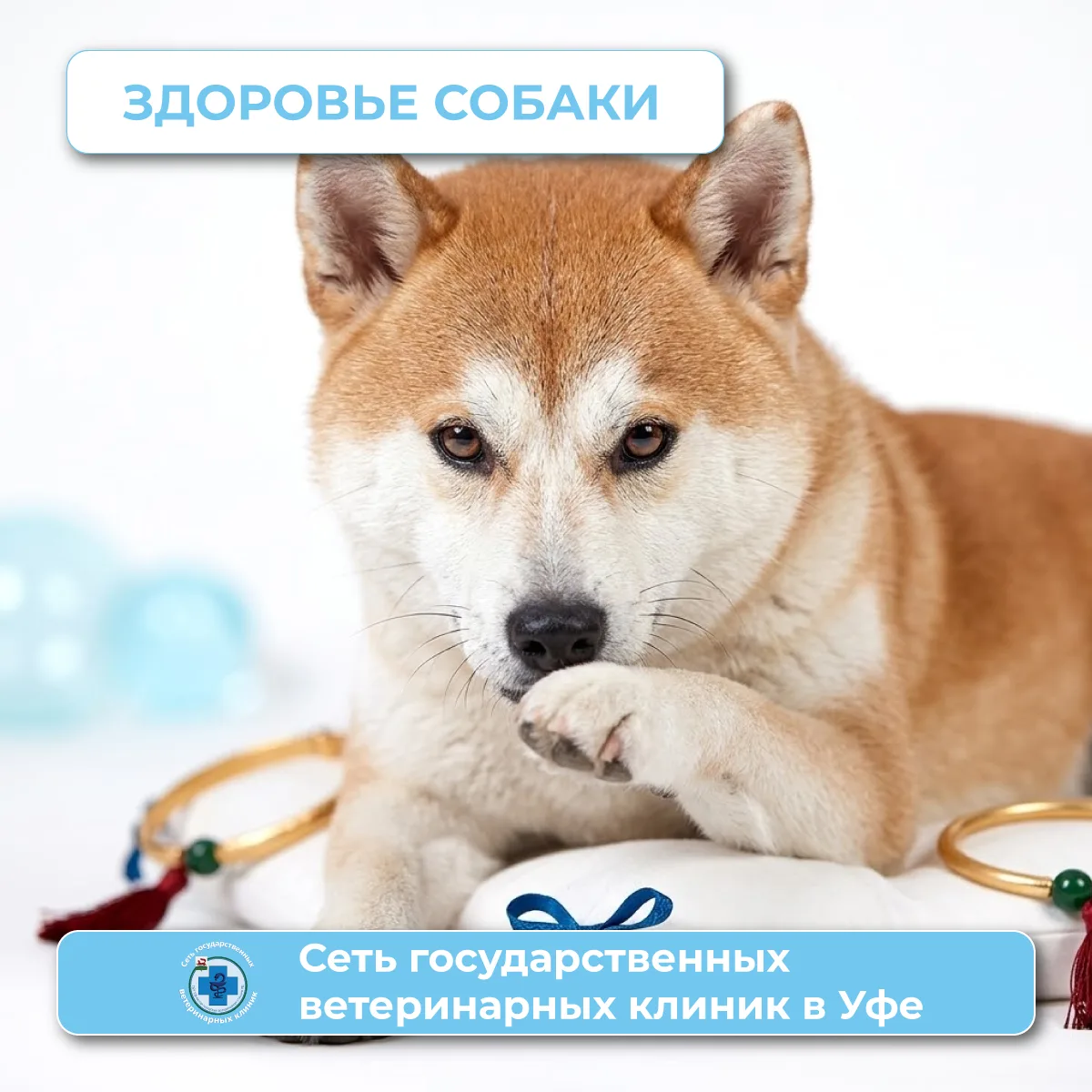 Неприятный запах изо рта у собаки — не норма, а возможный сигнал проблем с зубами, ЖКТ,...