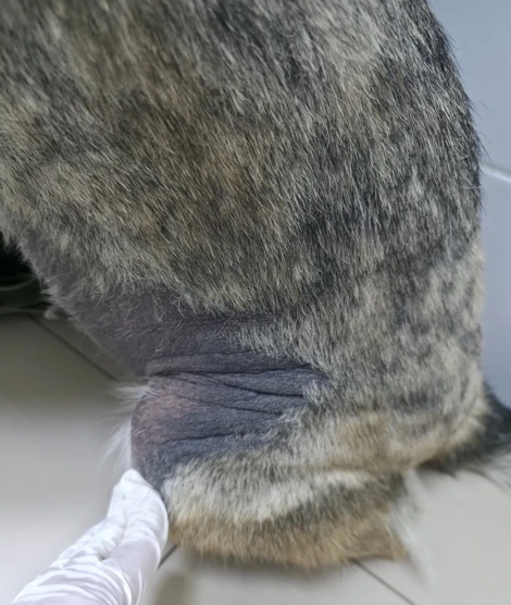 🐶 Собака или кошка постоянно чешется? Не проходят отиты? Грызет лапы? Есть покраснение кожи?

Во мн