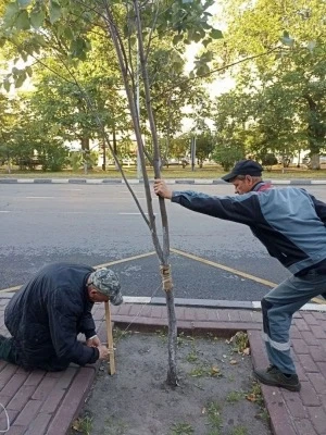 Молодо — зелено