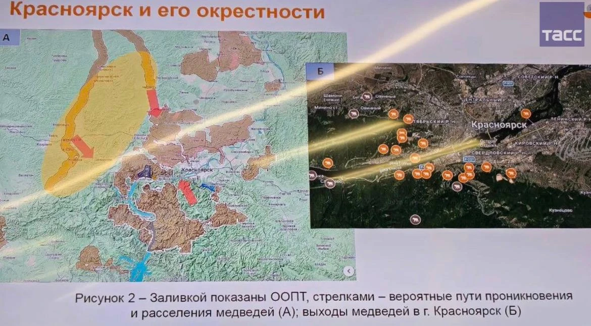 Популяция бурых медведей в окрестностях Красноярска составляет порядка 250 особей, сооб...