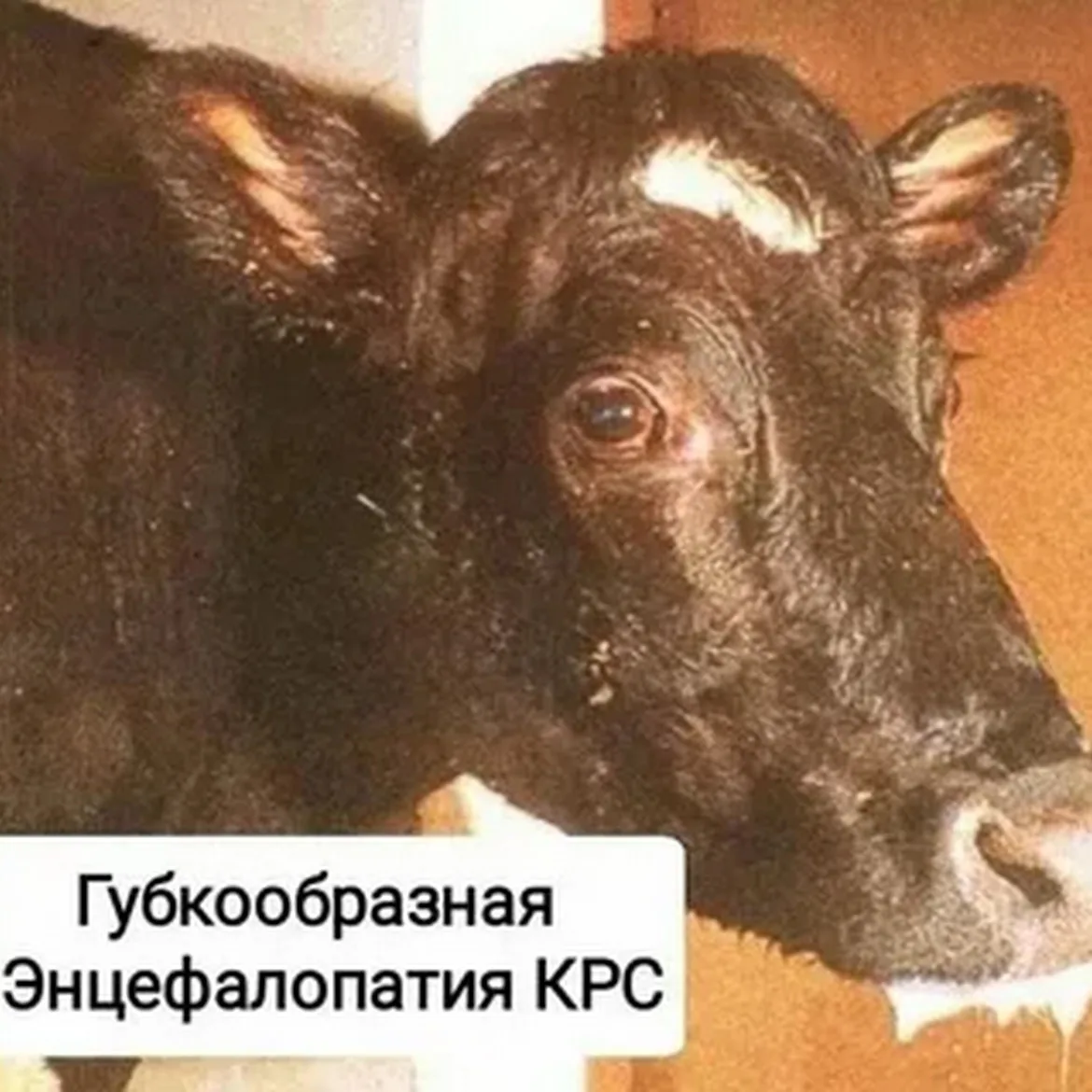 Губкообразная энцефалопатия крупного рогатого скота (ГЭ КРС) — медленно развивающаяся инфекционная п
