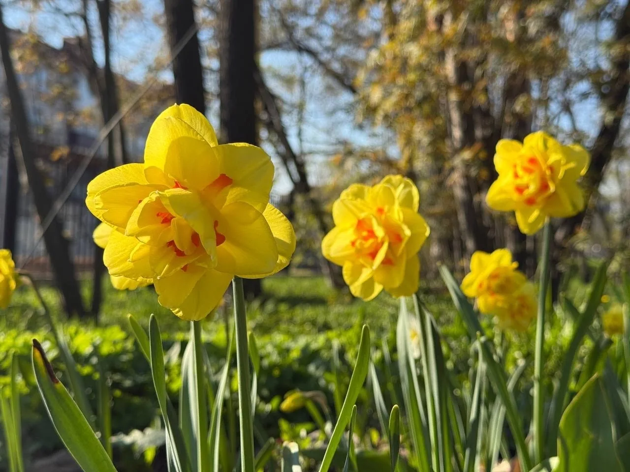 Лучики радости и добра 🌼  Только взгляните на эти чудесные нарциссы – они словно тёплое майское солн