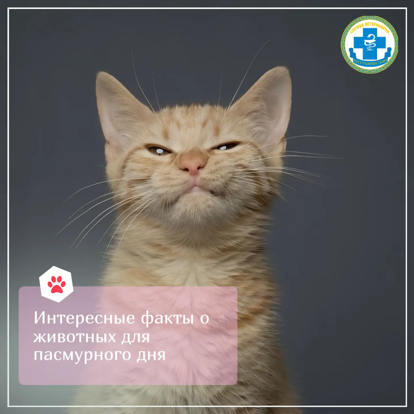 😇Козы падают в обморок, а крысы смеются: интересные факты о животных для пасмурного дня