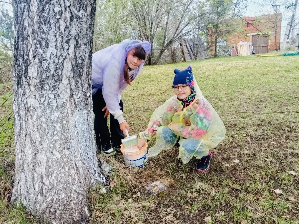 «Здоровое дерево»