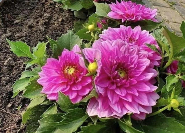 КОГДА И КАК САЖАТЬ ГЕОРГИНЫ 🌸🌿
3 СОРТА, КОТОРЫЕ УКРАСЯТ ВАШ САД

Георгины — настоящие королевы кон