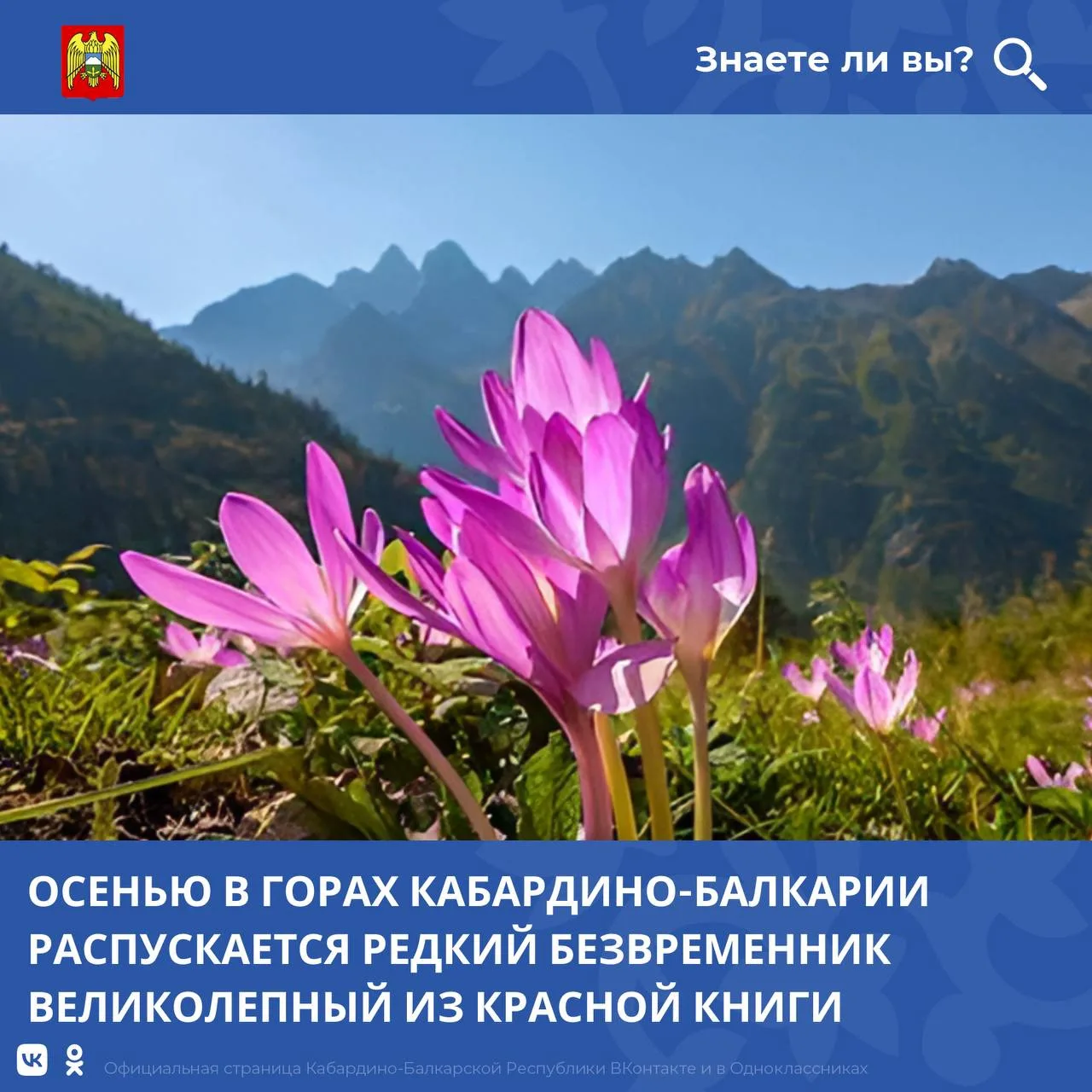 В Кабардино-Балкарии растет безвременник великолепный — удивительное растение, которое ...