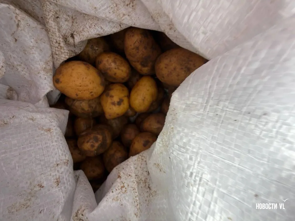 Картофельная гора в Заводском тает на глазах! 🌾🚀  Представьте себе гигантскую гору из 50 тонн картош