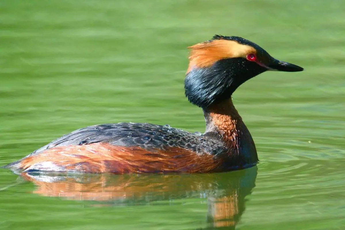 🦆 В Терлецком лесопарке поселилась
 поганка
Птица вила гнездо - впервые в черте города. 
Поганка за