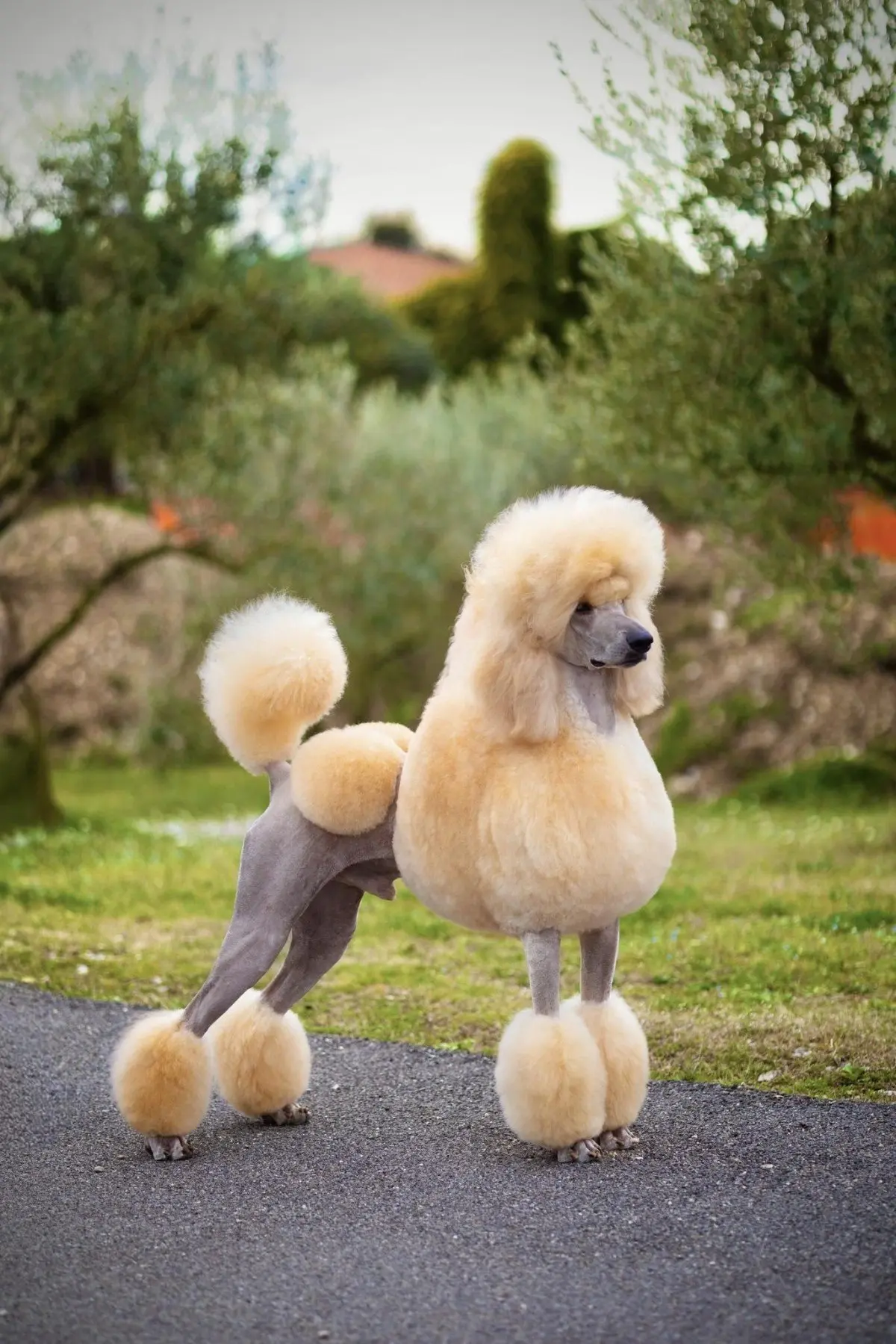 ⚡пудель ⚡  окрасы ⚡️breedsinfo ⚡️dogmem