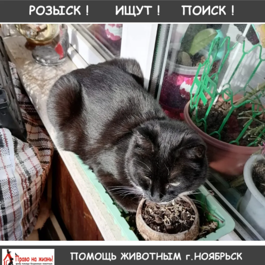помогите найти кошечку. Зовут Милка, живет по адресу Цоя 9, выбегает из квартиры. На ше...