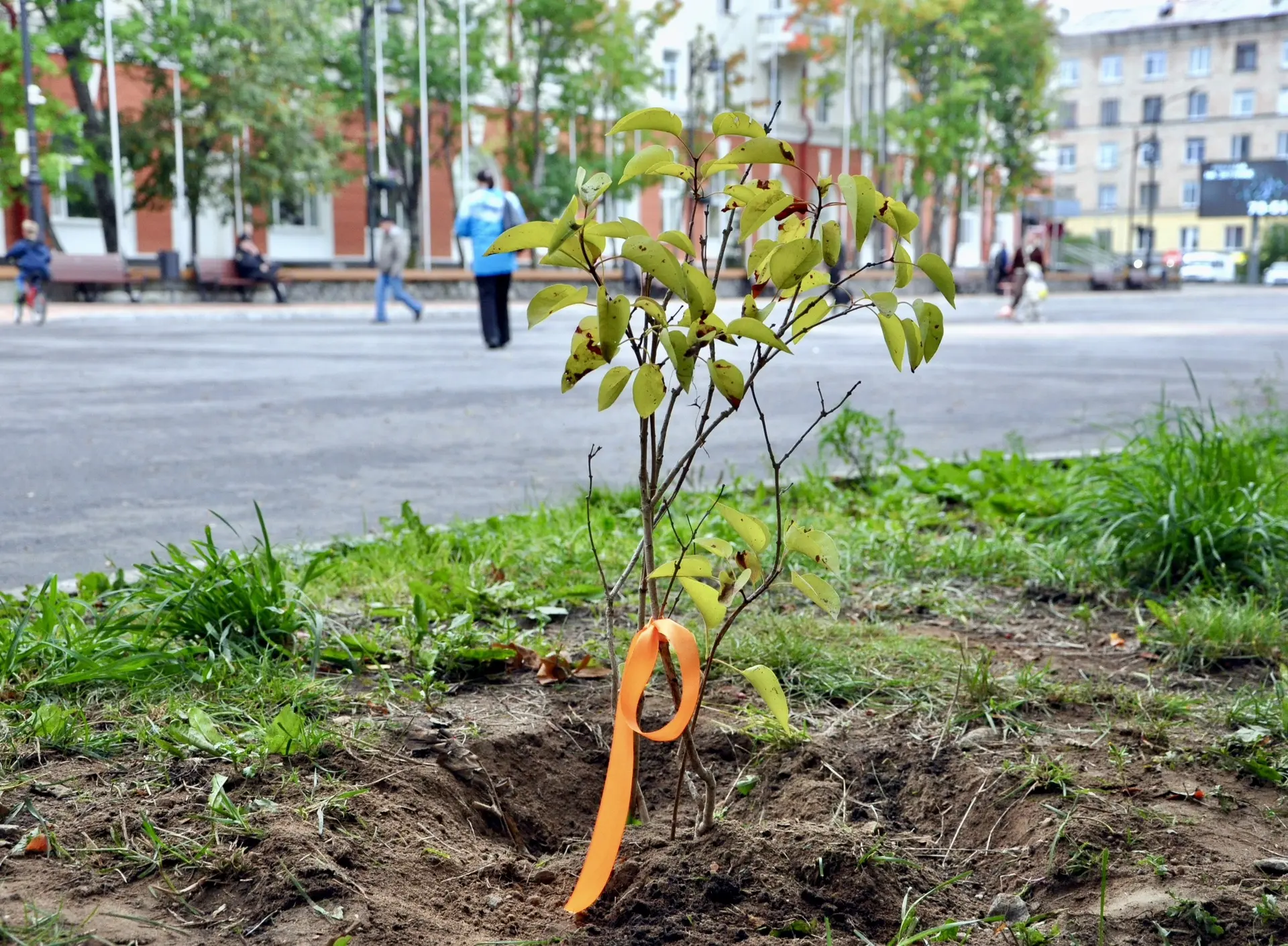 🌱На нашей главной улице Сафонова продолжается большая планомерная работа по обновлению...