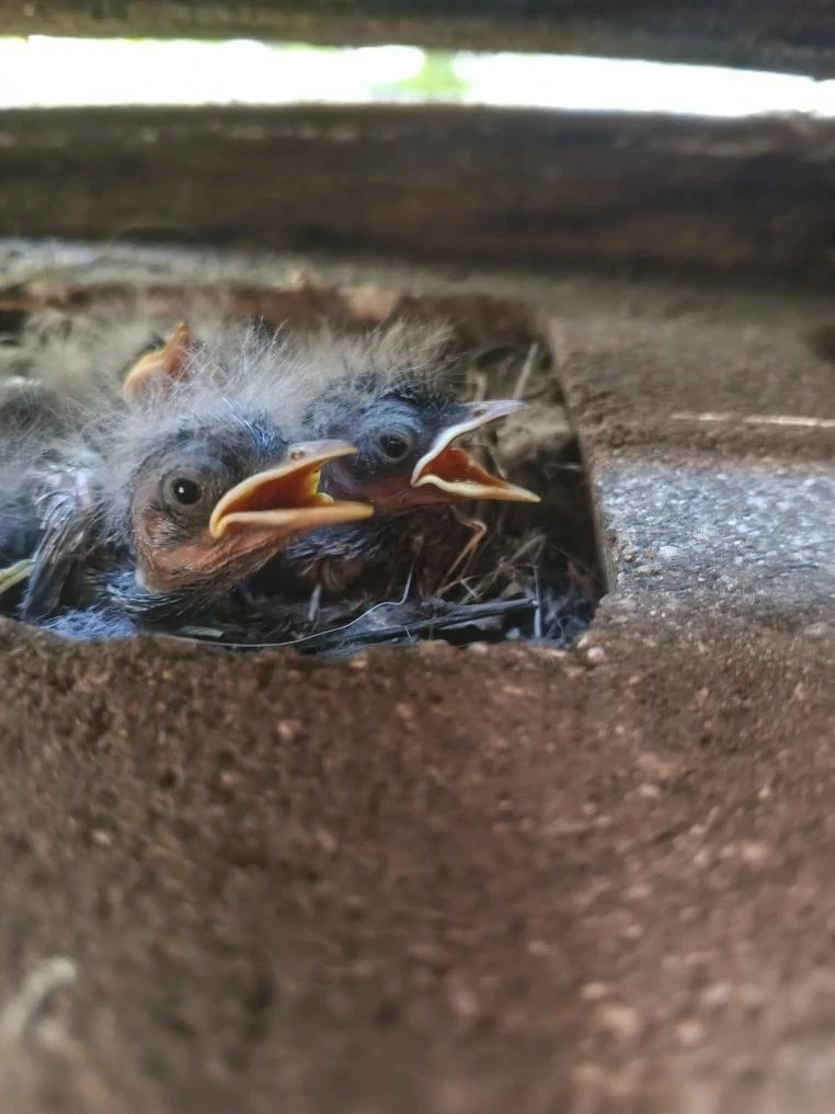 🐦✨ Удивительное наблюдение на прогулке в нашем детском саду! ✨🐦

Сегодня наши маленькие исследоват