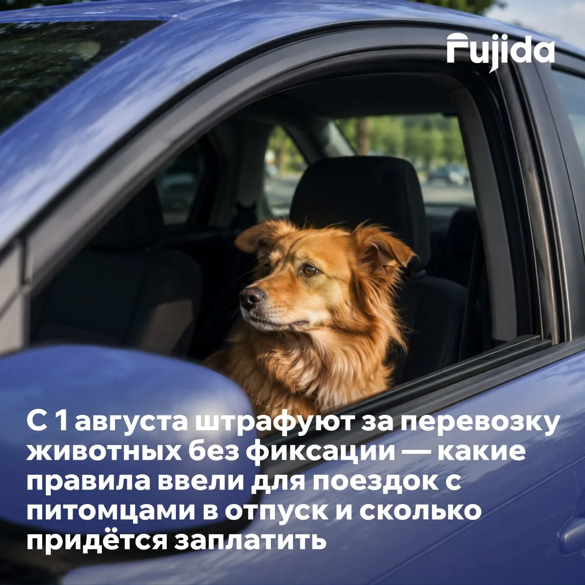 С 1 августа штрафуют за незафиксированных животных в машине — что важно знать?

🚨 Вступили новые по