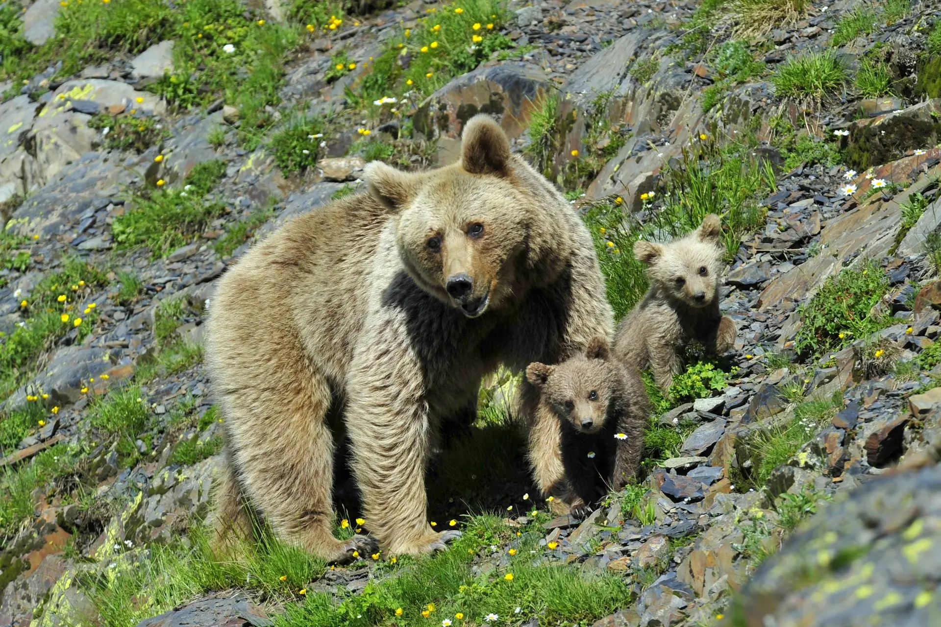 🐻 Бурый медведь — наш сосед