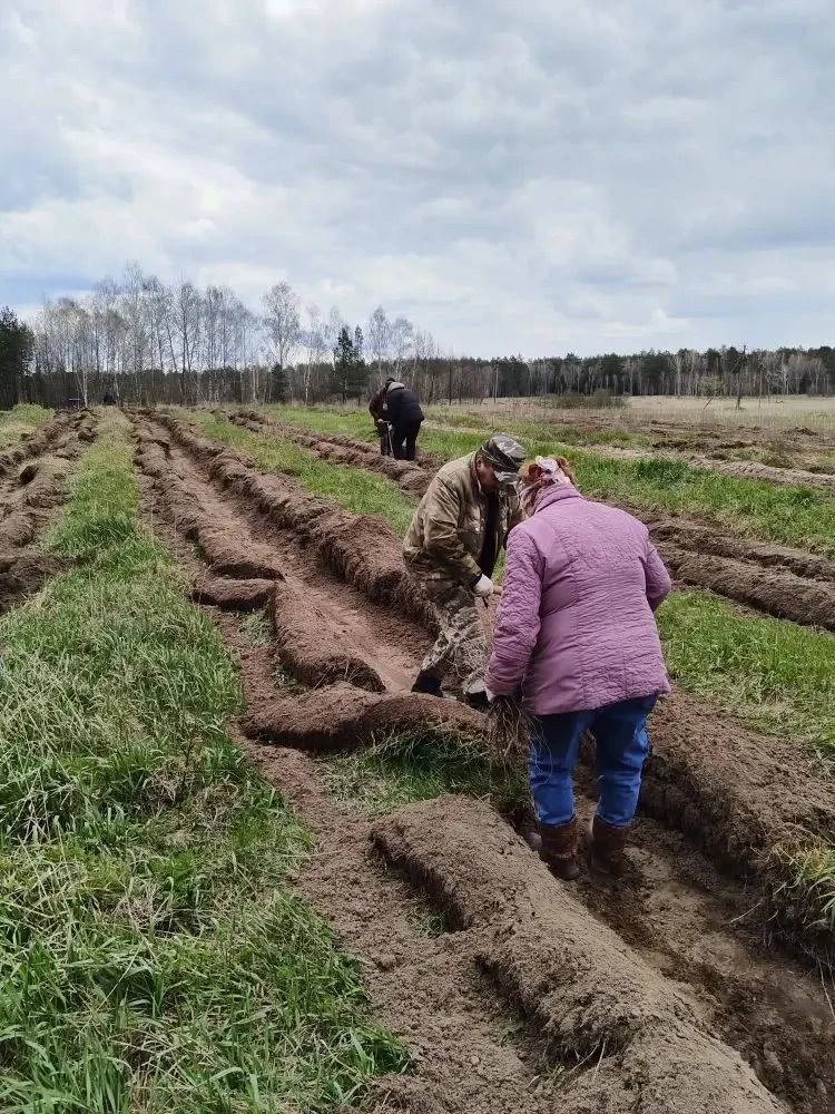 На землях лесного фонда Дубровского участкового лесничества Дмитровского лесничества высажены заране