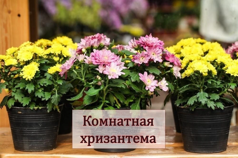 Комнатная хризантема