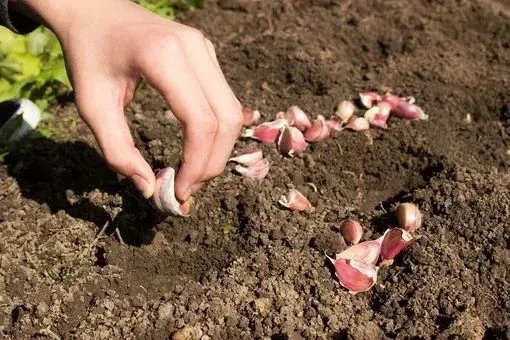 Весенняя посадка чеснока: пошаговая инструкция.
