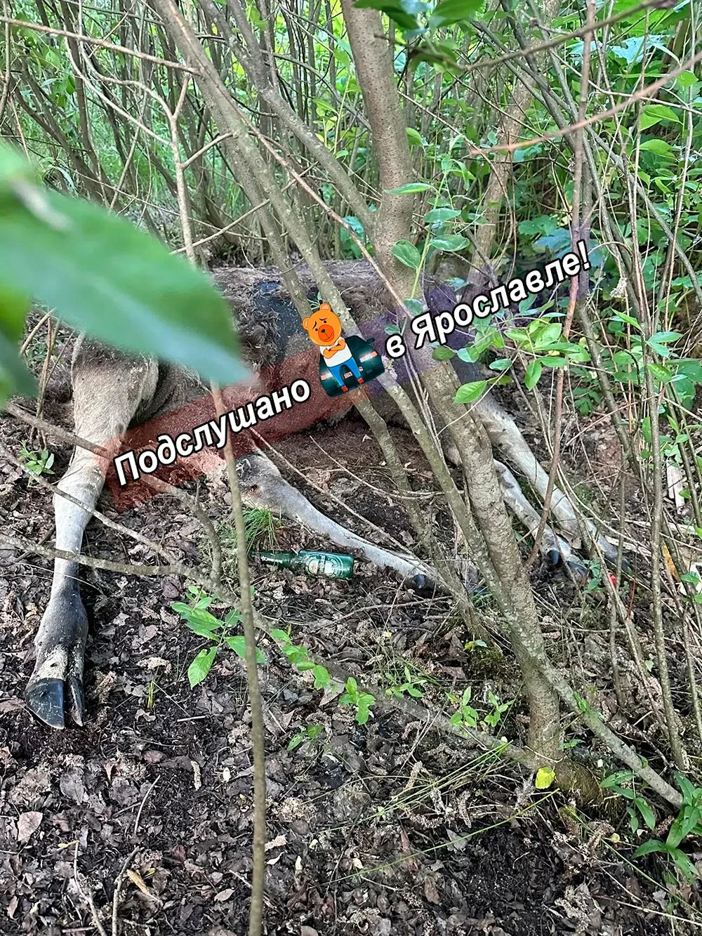 На 2м Брагинском проезде умер лось, лежит в кустах уже 5 день, запах распространился на ближайшие до