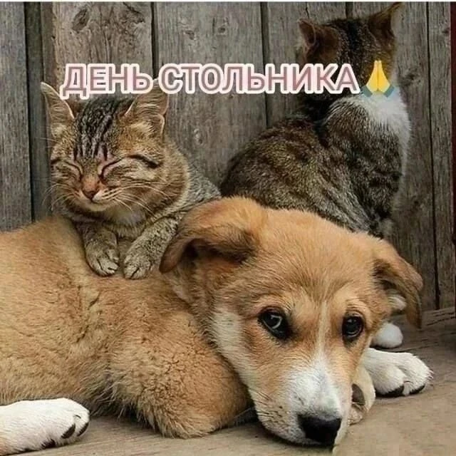 Друзья!Присоединяйтесь к нам, давайте дарить добро вместе!