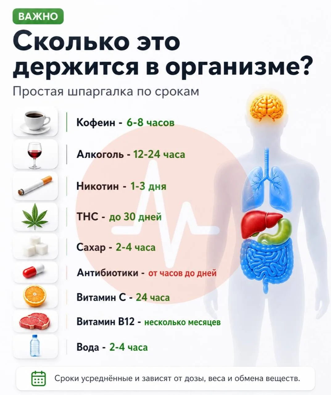 Сколько разные вещества держатся в человеческом организме?