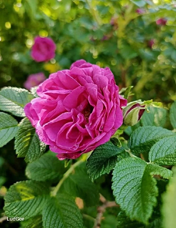 Давно не радовал вас прекрасными фото от подписчицы Людмилы Горбачевой 🌸