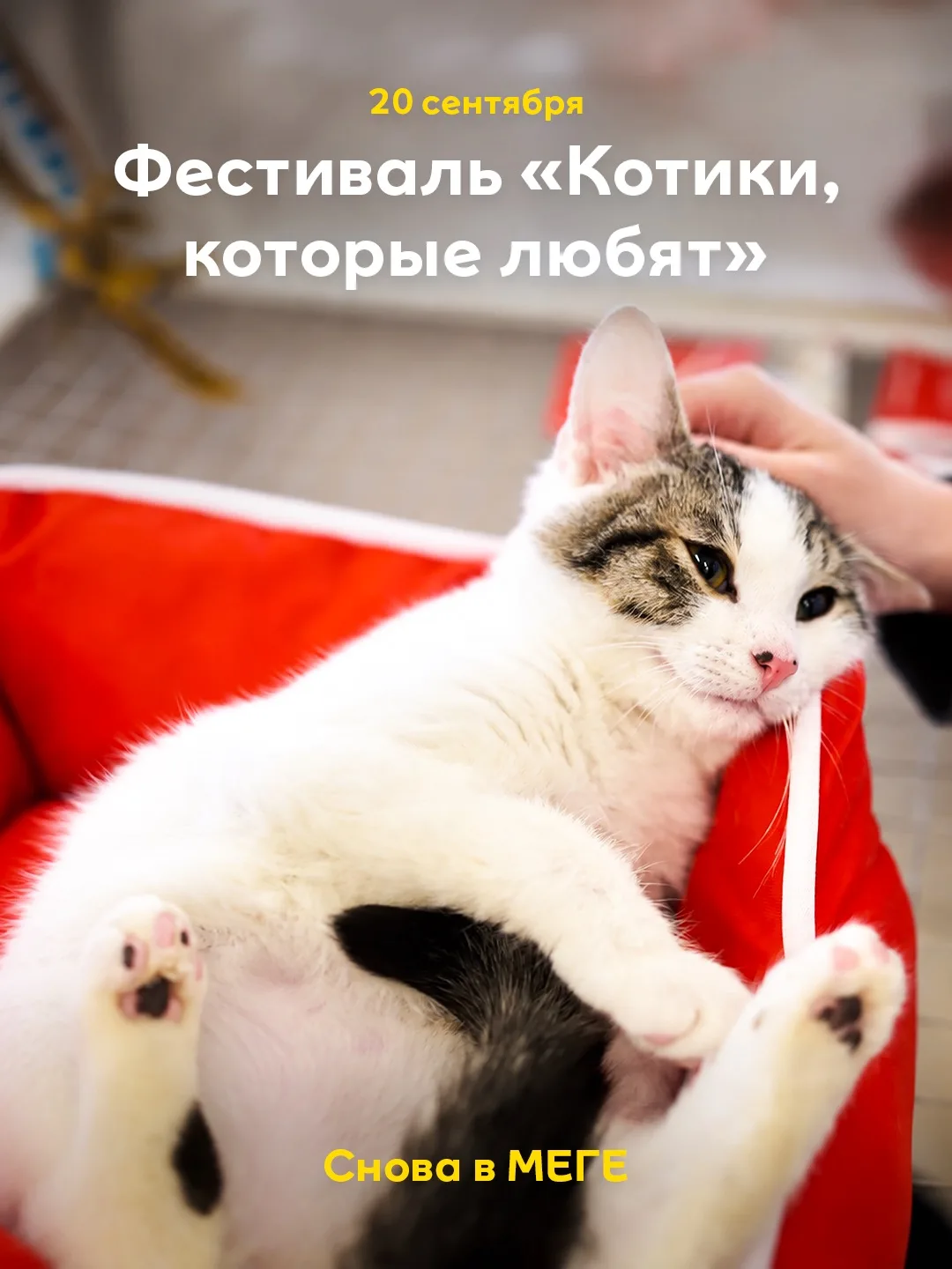 Пушистые возвращаются в МЕГУ!