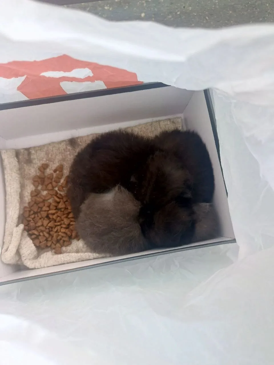 🐾 У нас удивительная новость! В 2 микрорайоне, возле остановки у Омеги, обнаружены три...