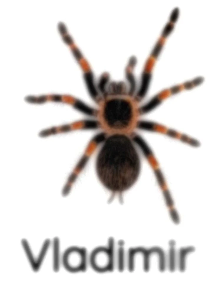 кидай владимиру