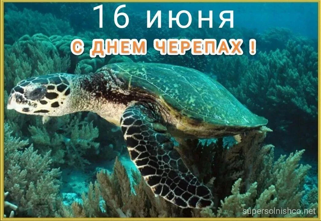 16 июня — Всемирный день морской черепахи. Время беречь океан вместе!  
Дата выбрана в честь америка