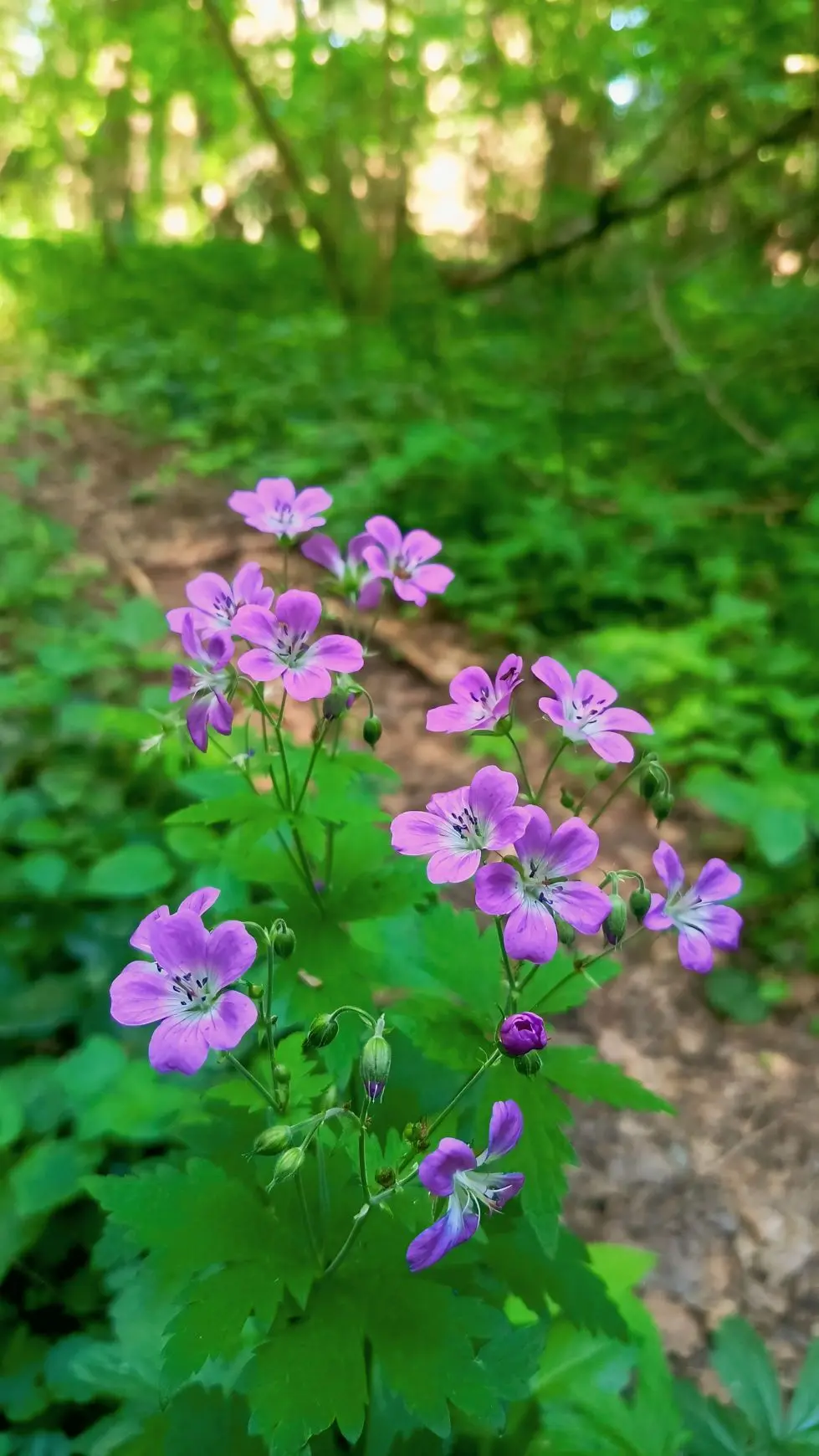 Как краеведы к КитежЪ-камню ходили🪨🌲👣

Совсем недавно участники Краеведческого общества организов