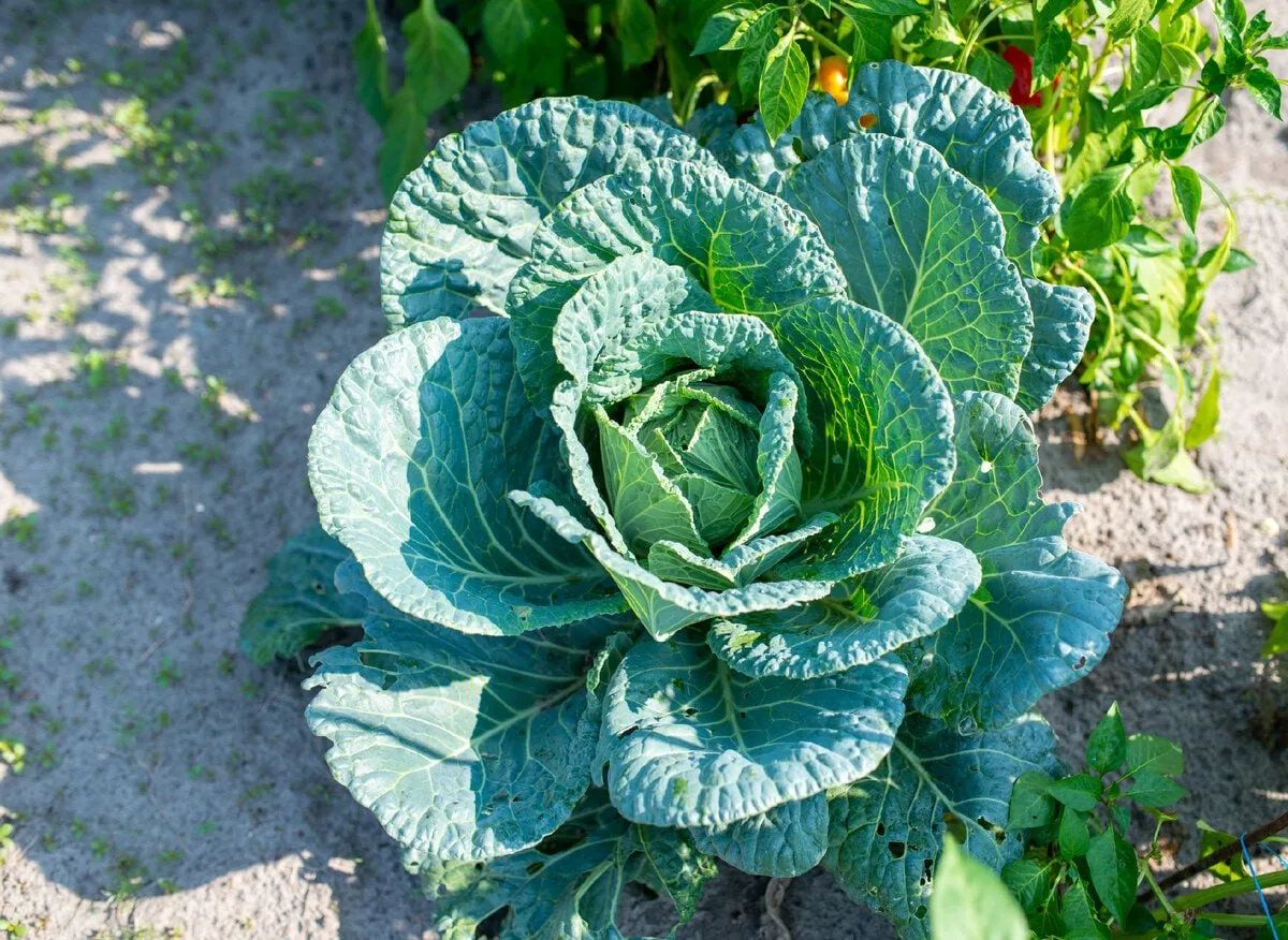🥬 Нужно ли обрывать нижние листья у капусты