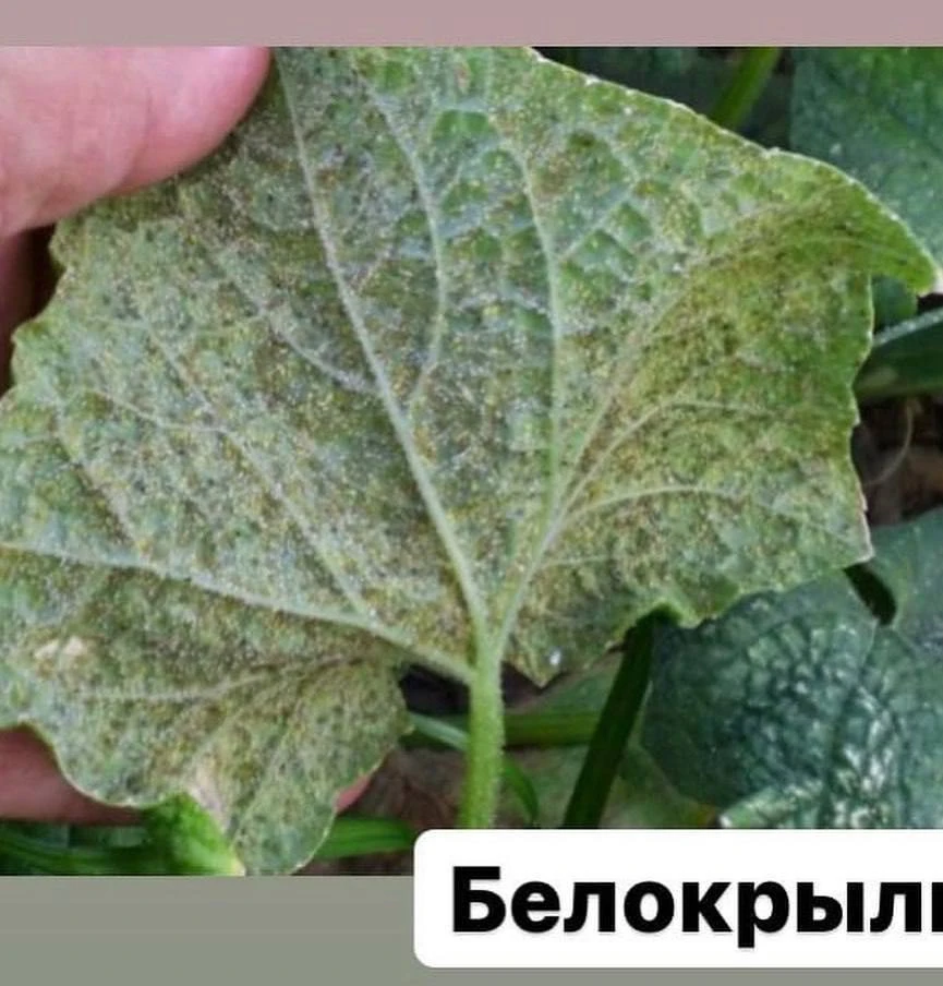 Самые частые проблемы при выращивании огурца 🥒

На заметку! 💡