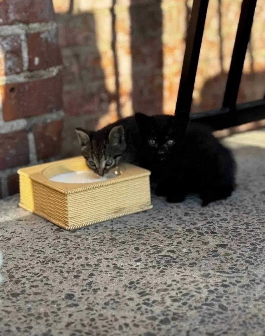 Разыскиваются котята❗️