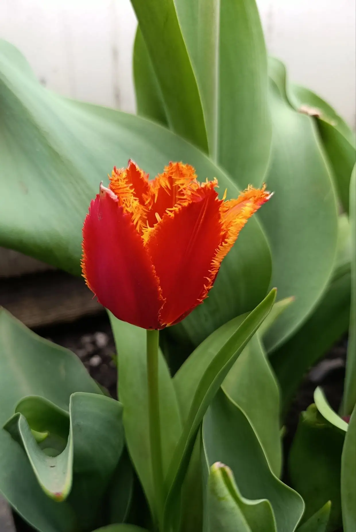 Доброе майское утро 💕 Мои тюльпаны не перестают меня удивлять. 🌷🌷🌷