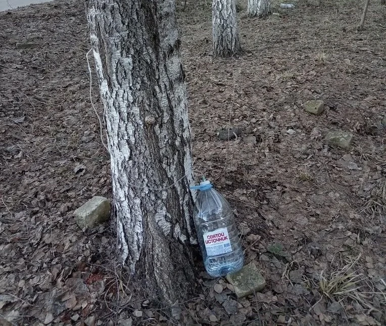 Кто помнит, как в детстве ходили в лес за березовым соком? 🌿