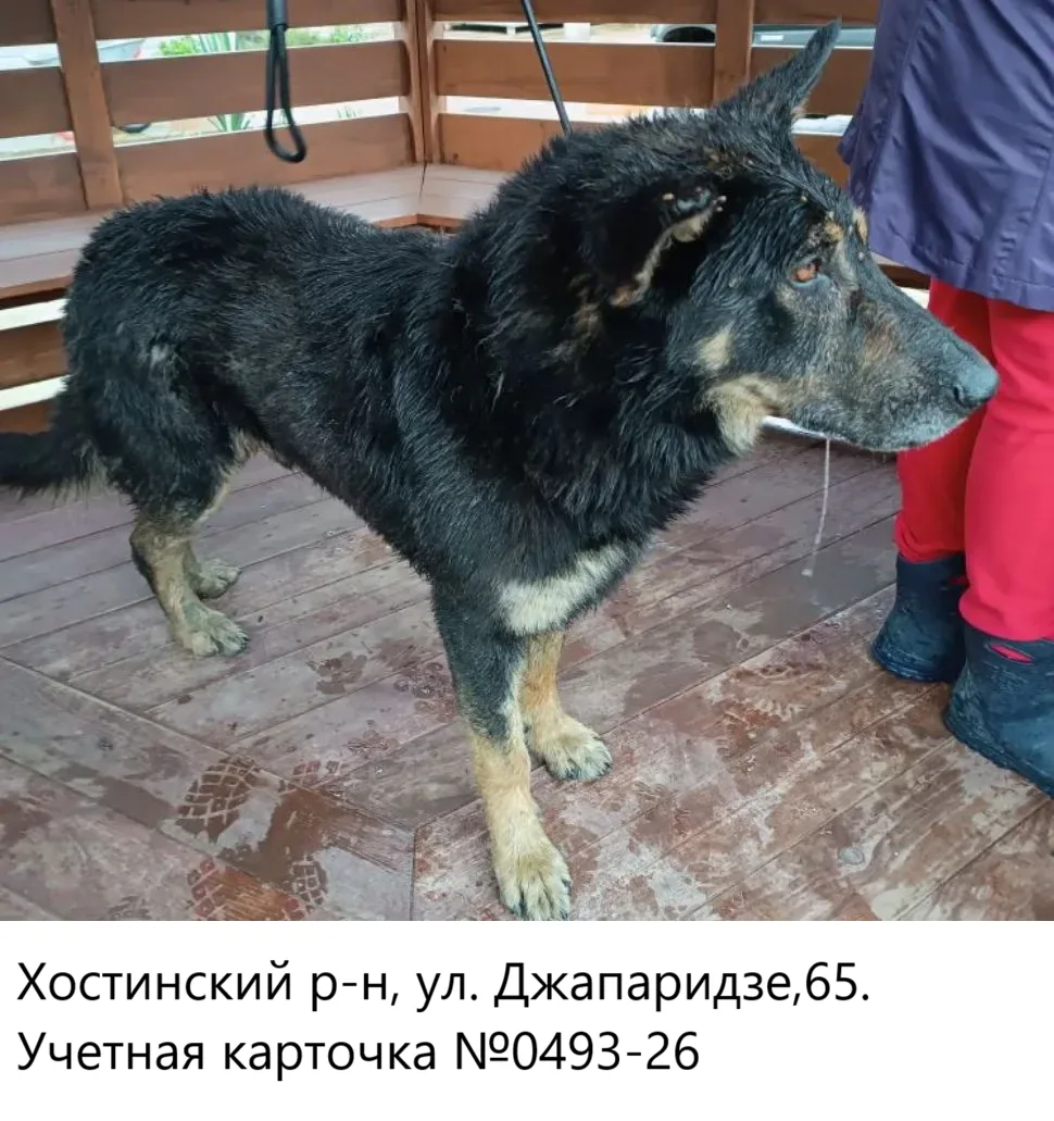 01.06.2026 был отлов собак по адресам: