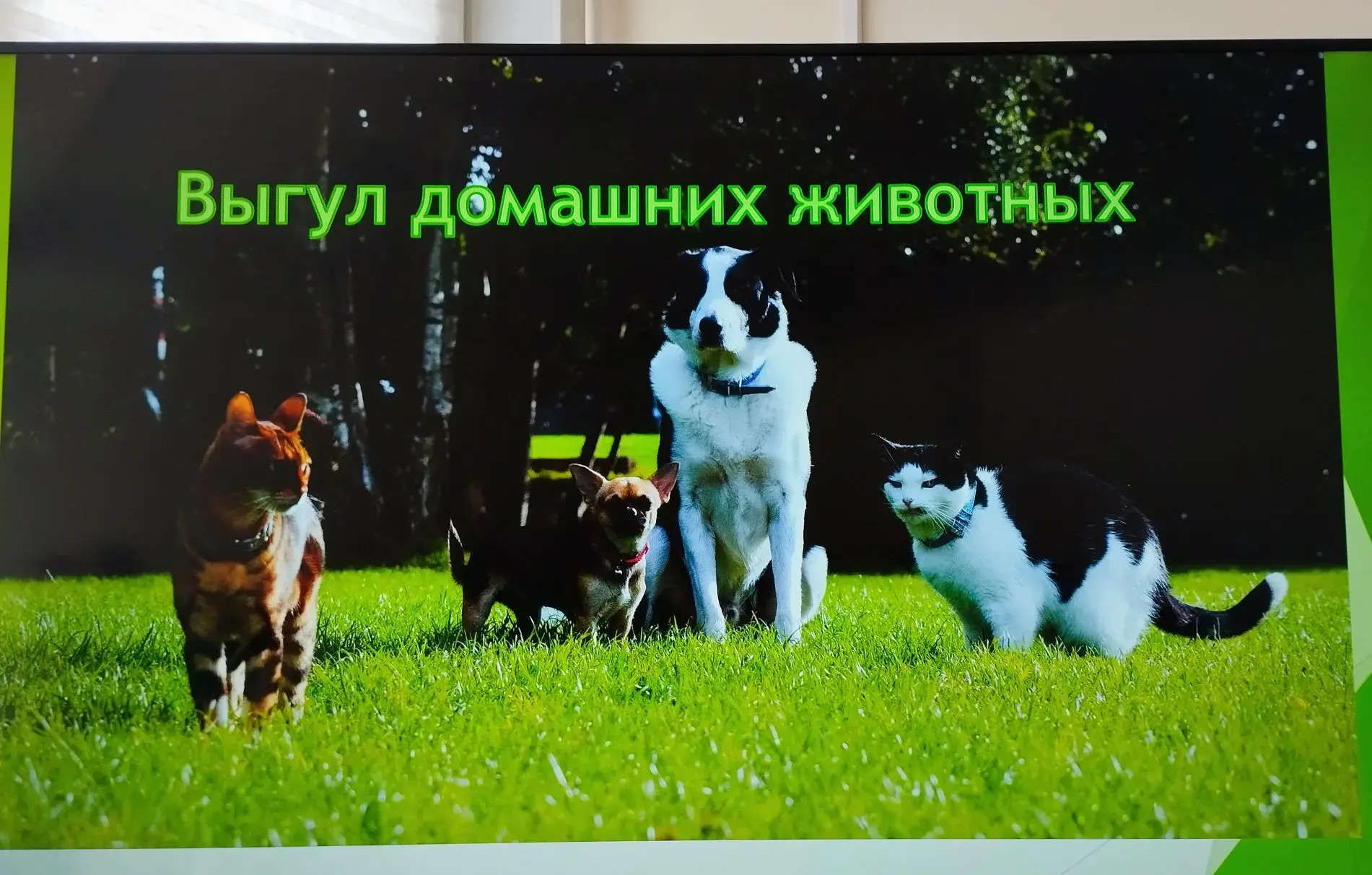🐕 В нашем лицее в рамках партийного проекта «Единой России» «Защита животного мира» проходят тематич
