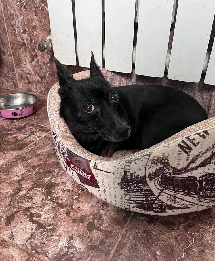🐾 Её высадили у магазина и уехали