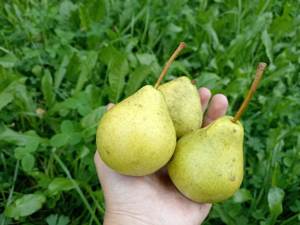 Рецепт варенья из груш. Крепкие, неперезрелые груши очистить от