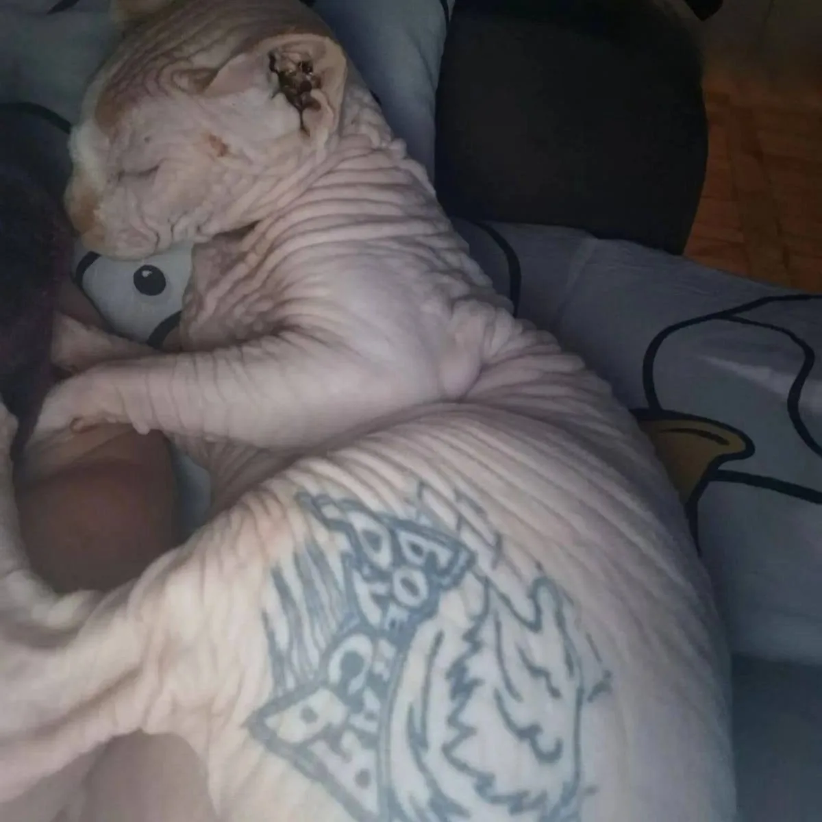 В Ростове спасли сфинкса, на котором хозяин тренировался делать татуировки