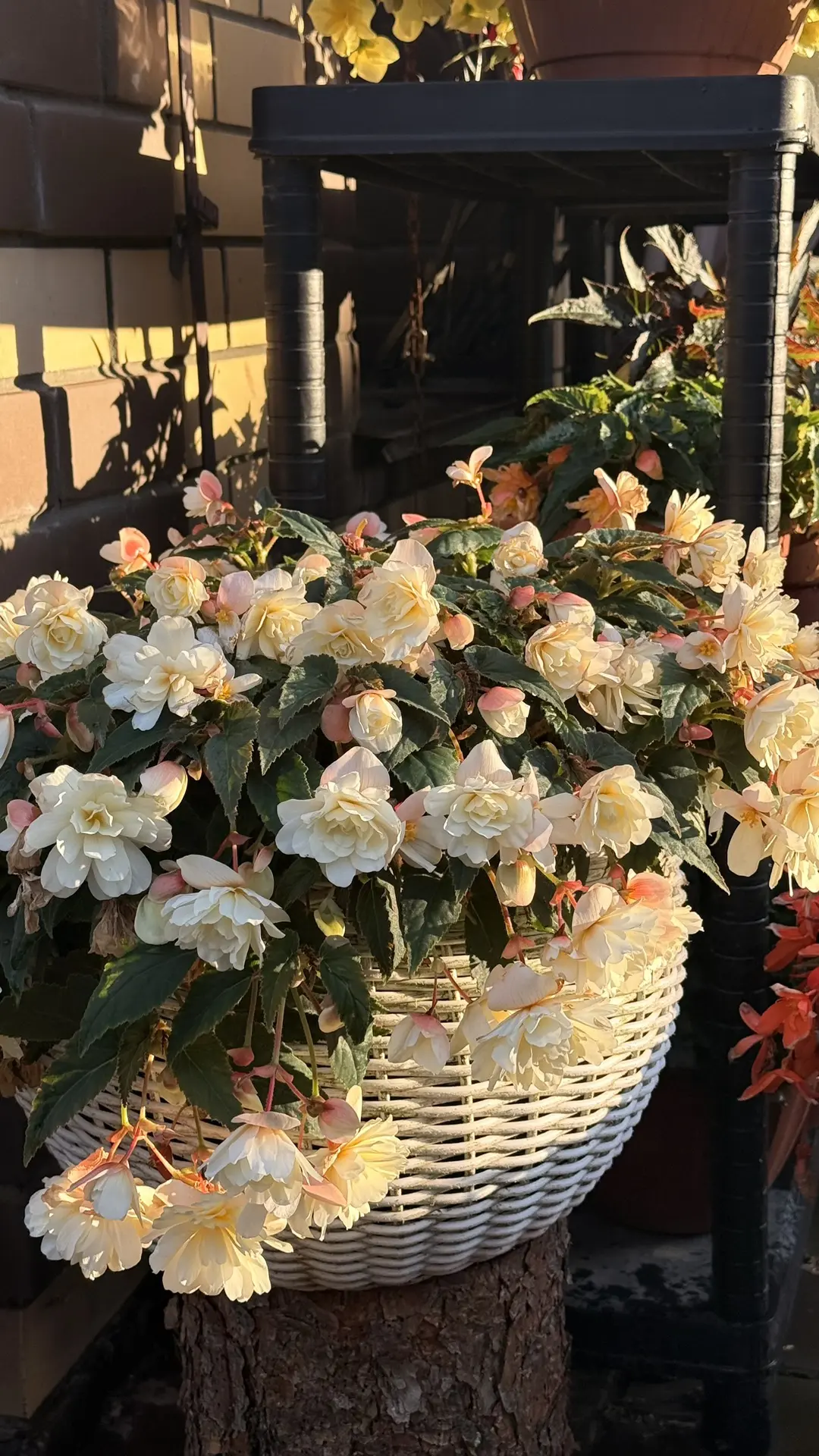 Сегодня поймала закатное ☀️