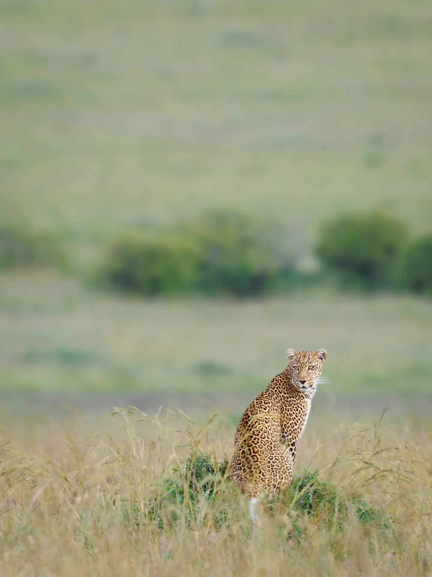 И снова красавица Казури 🐆😻