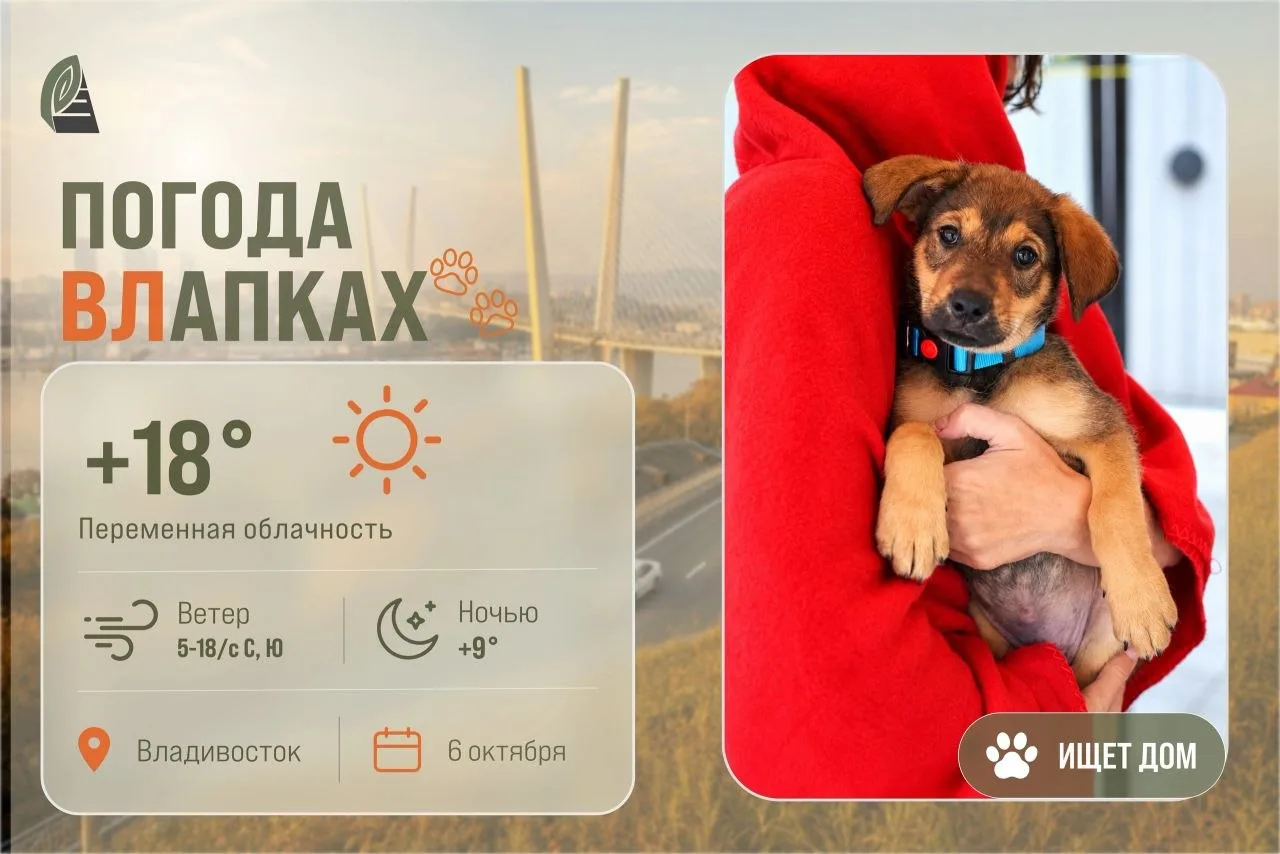#ПогодаВЛапках