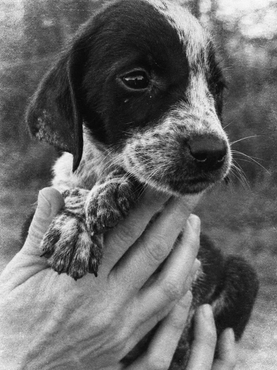 🐶 Хвостики ищут своих людей