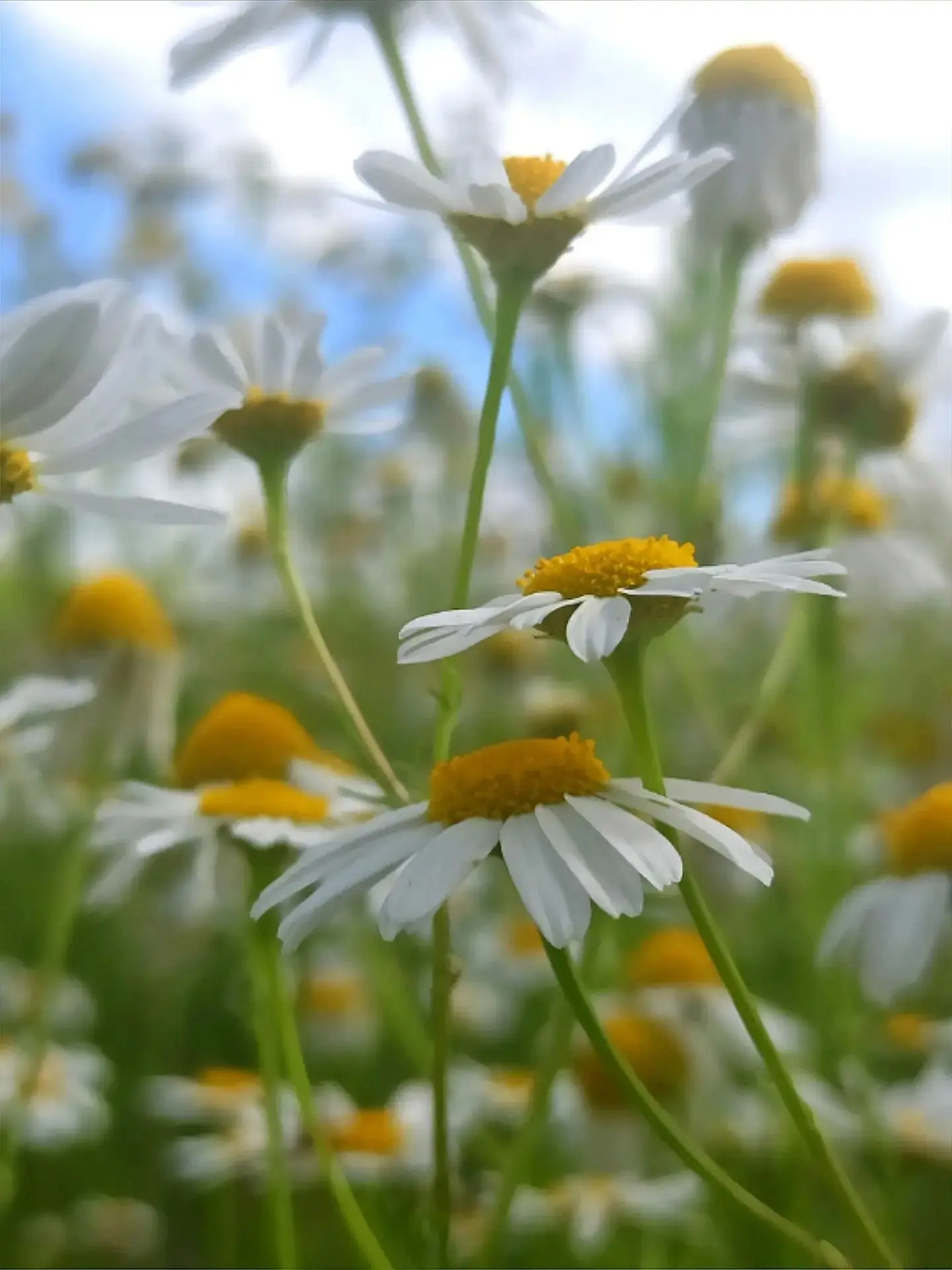 Ромашки, как люди: простые, но красивые 😄🌼