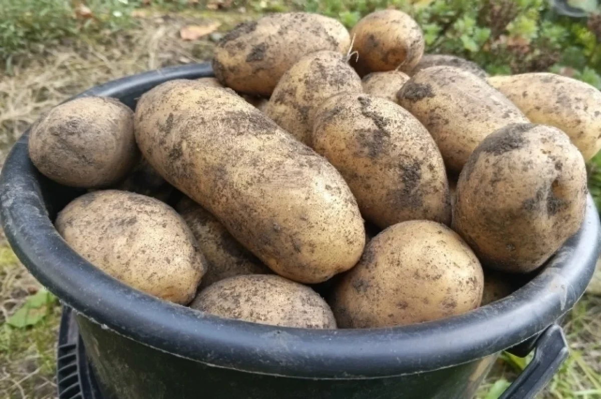 Хранение картофеля 🥔