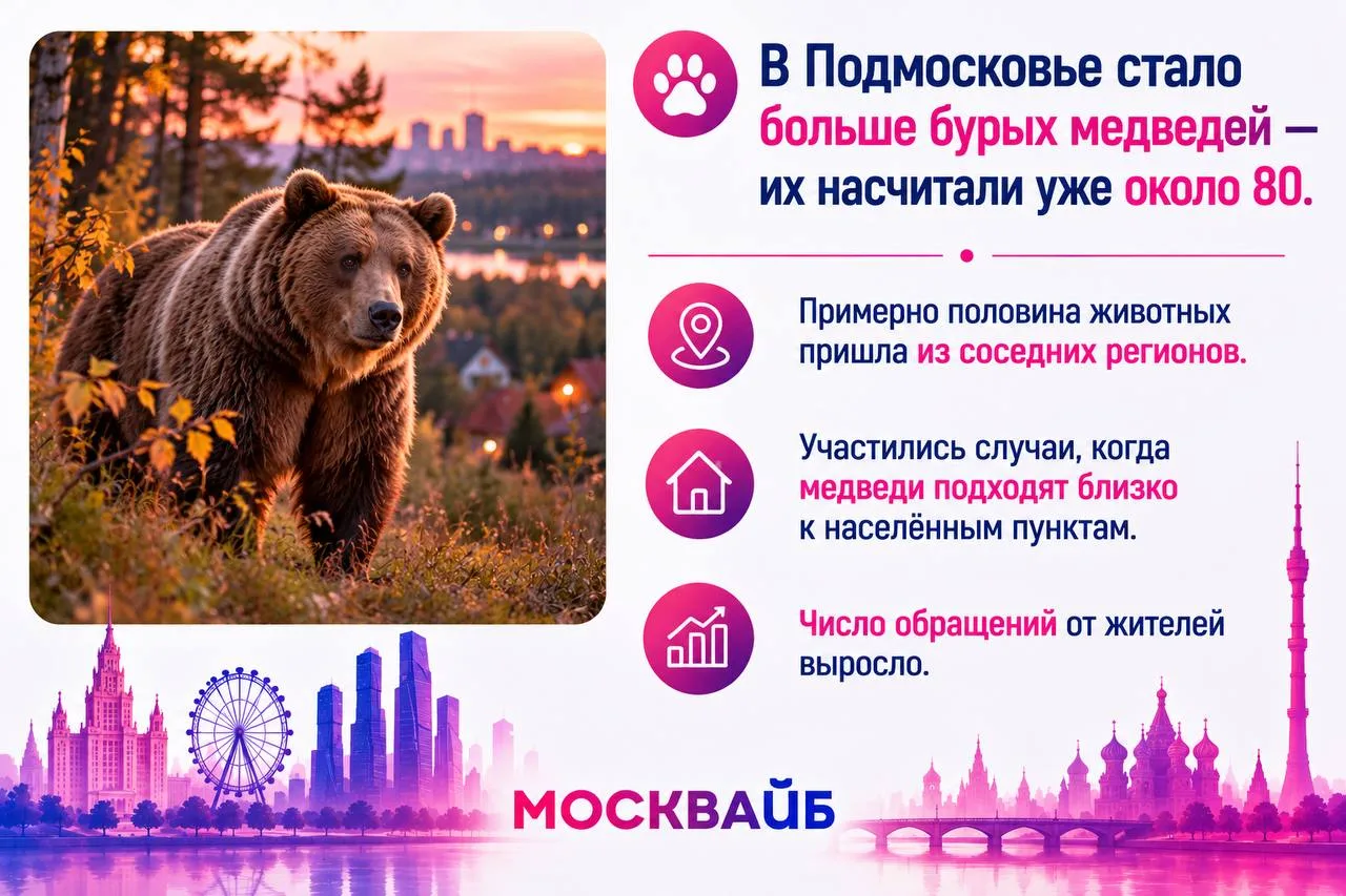 🐻 В Подмосковье стало больше бурых медведей - их насчитали уже около 80.