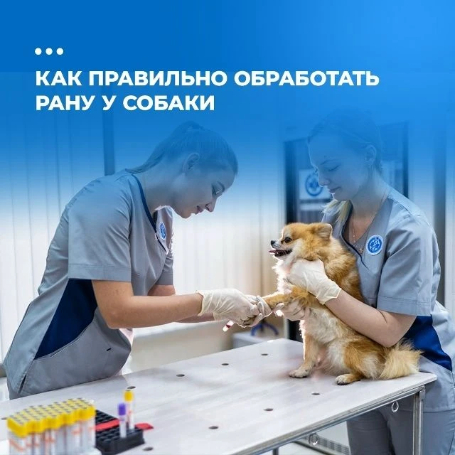 Раны и ссадины у собак могут возникнуть по разным причинам. Они могут быть результатом укуса другого